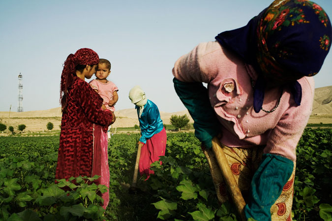 Women harvesting cotton.