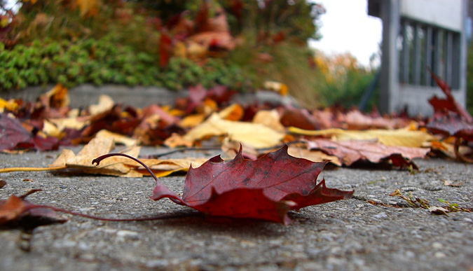 Close up of leaves on the ground
