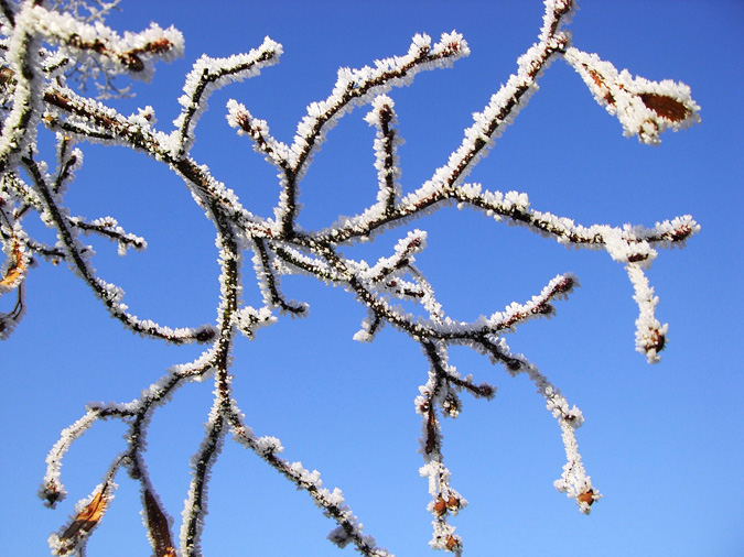 Frost on branches