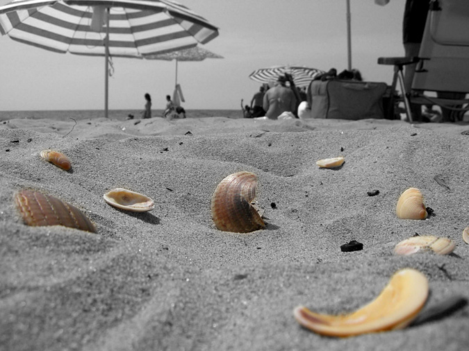 Seashells on the sand