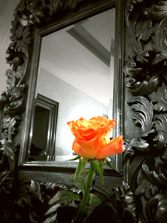 Rose in front of a mirror