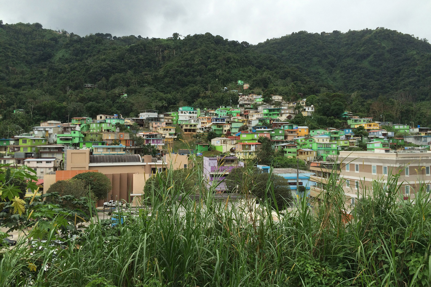 A landscape view of a neighborhood.
