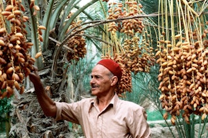 A date farmer tends to his crop at the ancient date oasis in Nefata, Tunisia. Photo credit: © Chrstine Osbourne/Redux