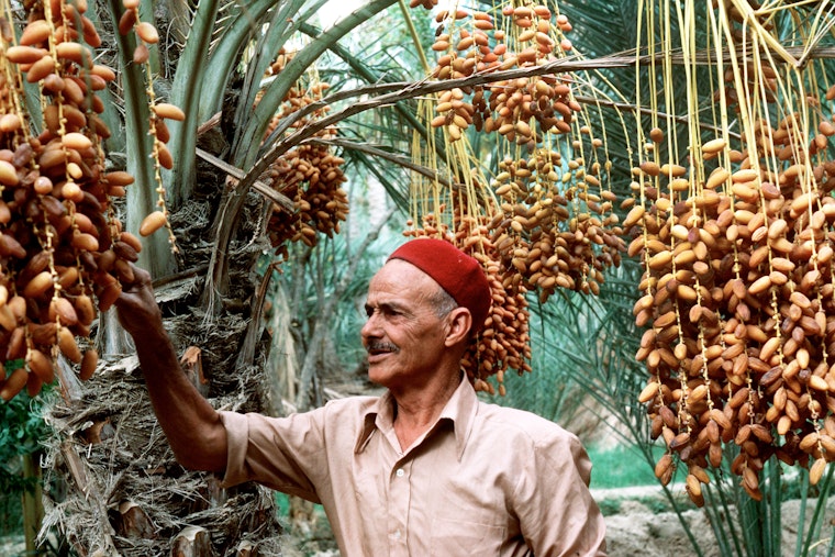 A farmer examining a date palm