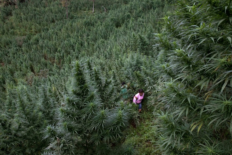 A woman walking through a field of tall marijuana plants