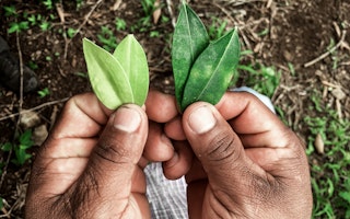 Two hands holding coca leaves