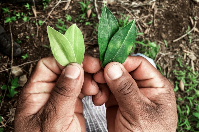 Two hands holding coca leaves