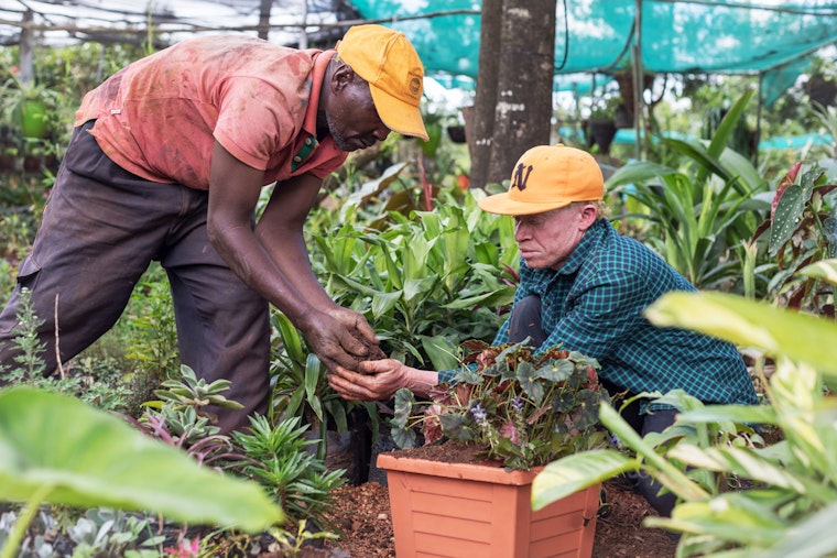 The owner of a landscaping and gardening business, and one his employees, who has albinism, at work in Nairobi, Kenya, in June 2018. Photo credit: © Sven Torfinn/Panos for the Open Society Foundations A man who has albinism works in a greenhouse with one of his employees to add dirt to a potted plant.
