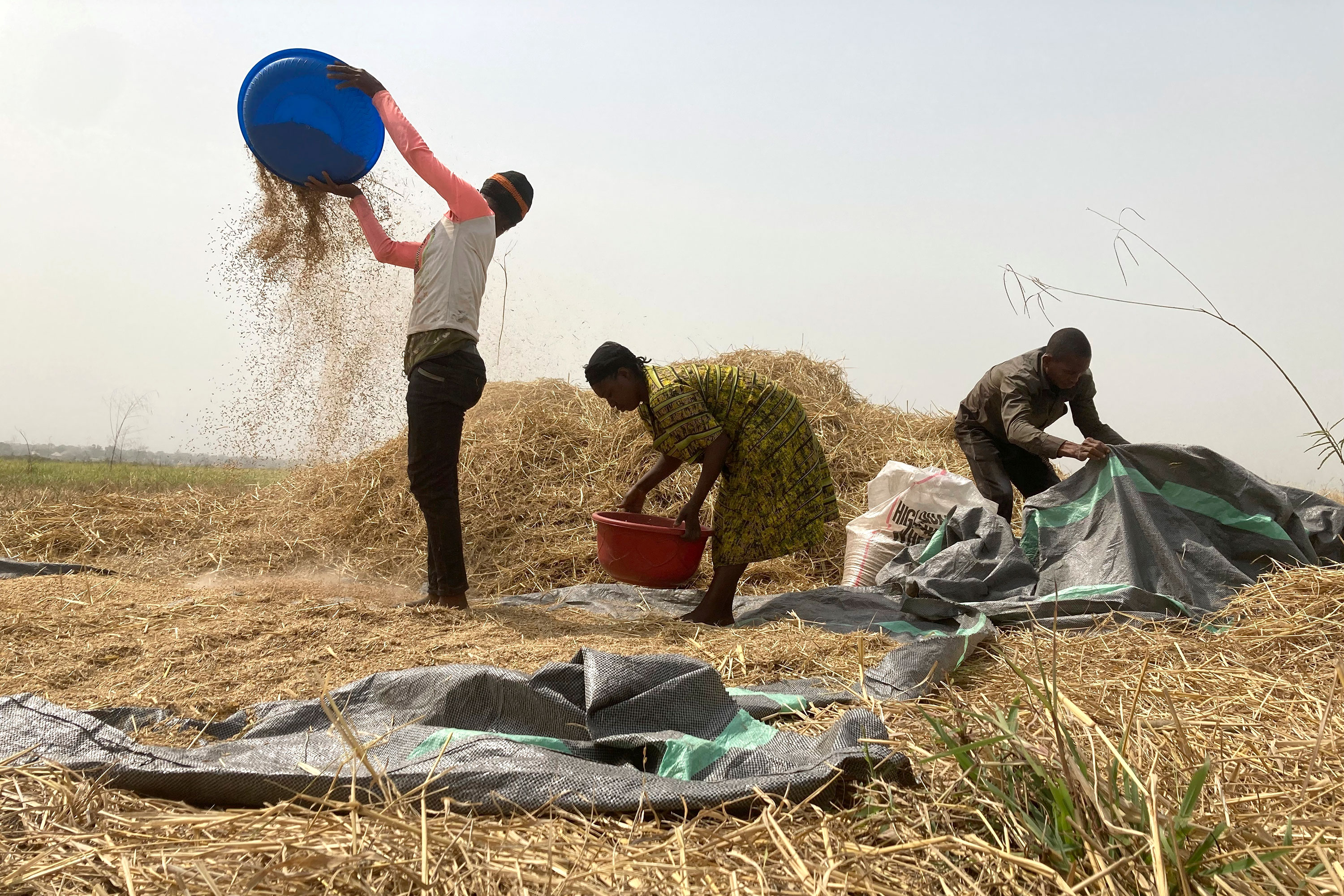 Three people harvesting rice
