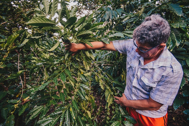 A farmer harvest coffee beans.