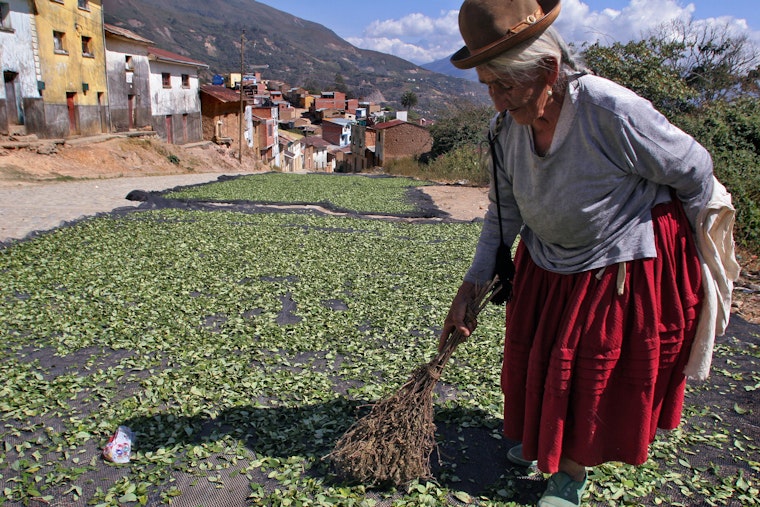 An elderly woman wearing a bowler hat spreads out coca leaves with a broom