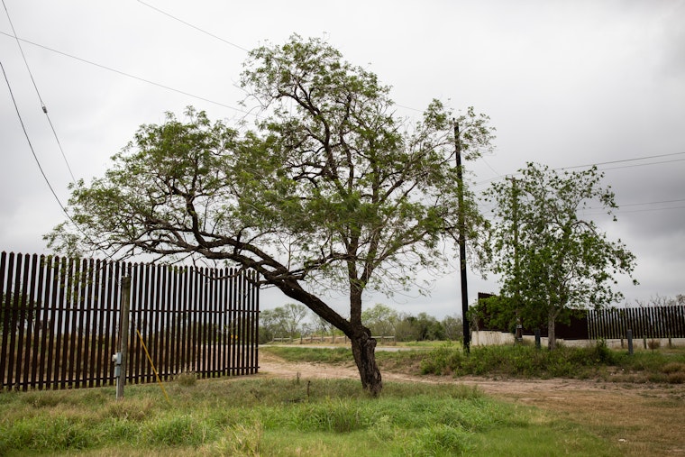 A section of the border wall separating the United States and Mexico, in Brownsville, Texas. Photo credit: © Griselda San Martin for the Open Society Foundations A tree next to a section of the border wall separating the United States and Mexico
