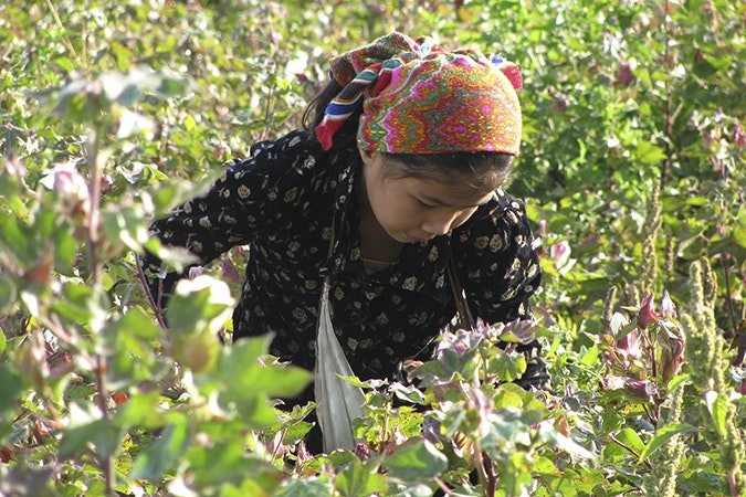 Uzbek school kids picking cotton during the cotton harvest 2011. Photo credit: © UGFHR A young girl in a field