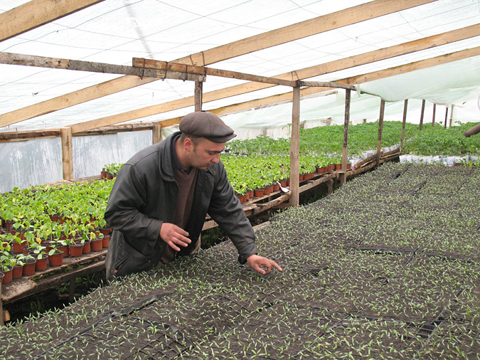 Man working on plants in a greenhouse