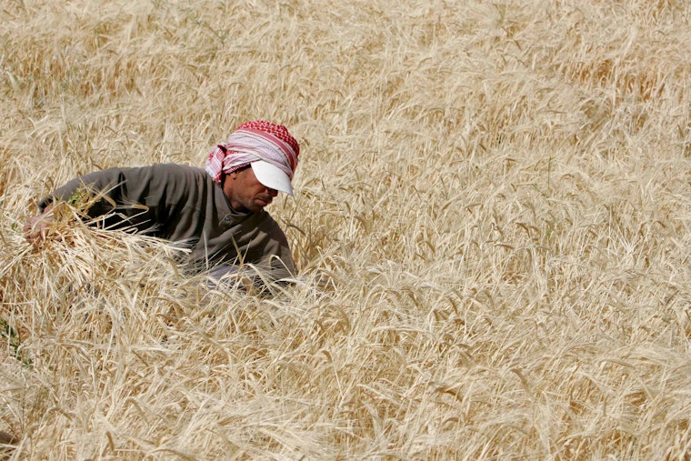 A worker harvests barley in Amman, Jordan. Photo credit: © Muhammad Hamed/Newscom A worker in a field