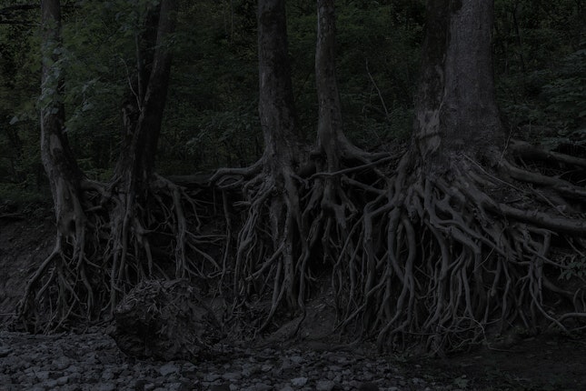 Trees stand near the banks of the Ohio River, outside Madison, Indiana, 2014. Photo credit: © Jeanine Michna-Bales Trees at night