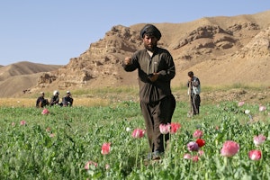 Men in a poppy field