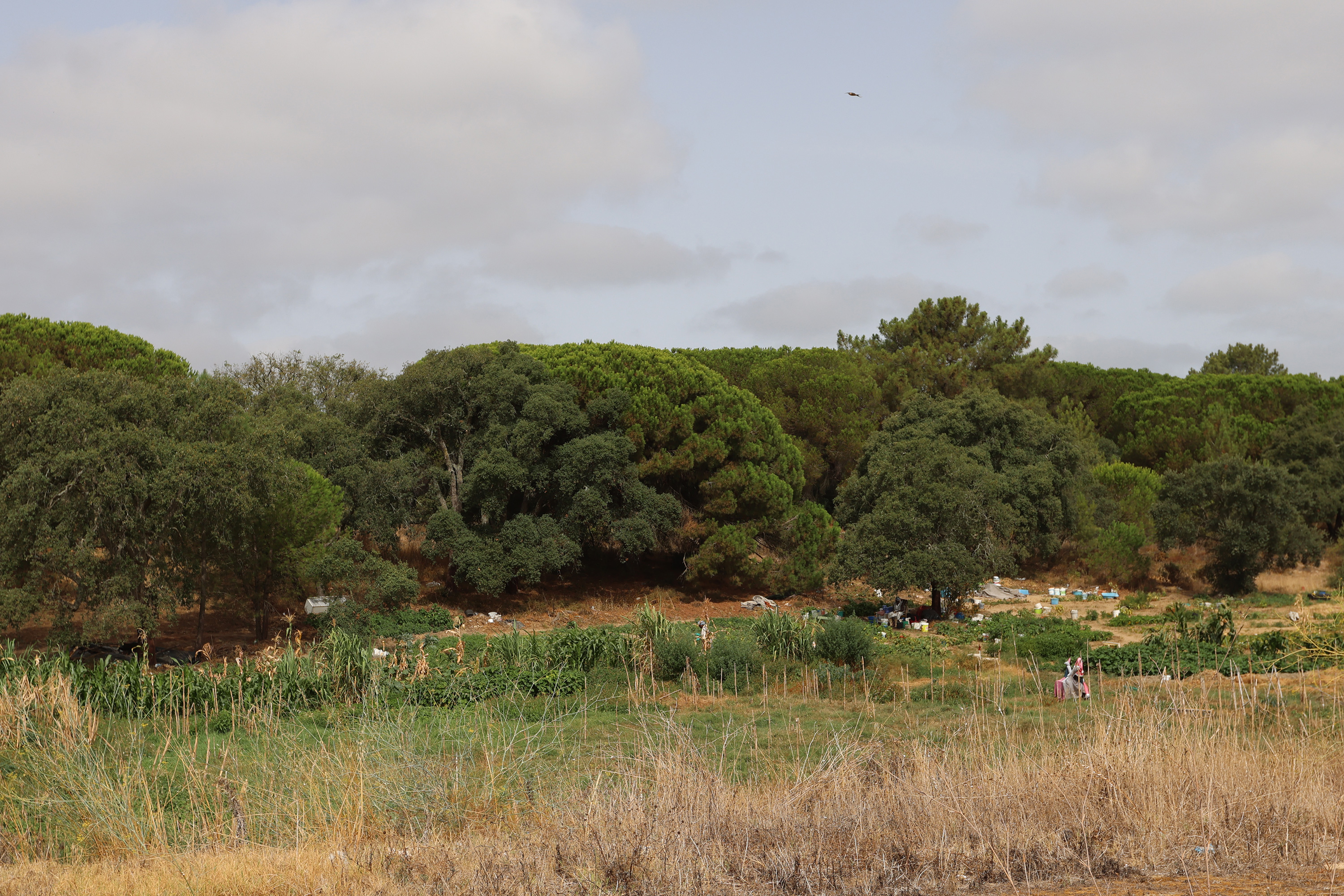 Open field and people harvesting.