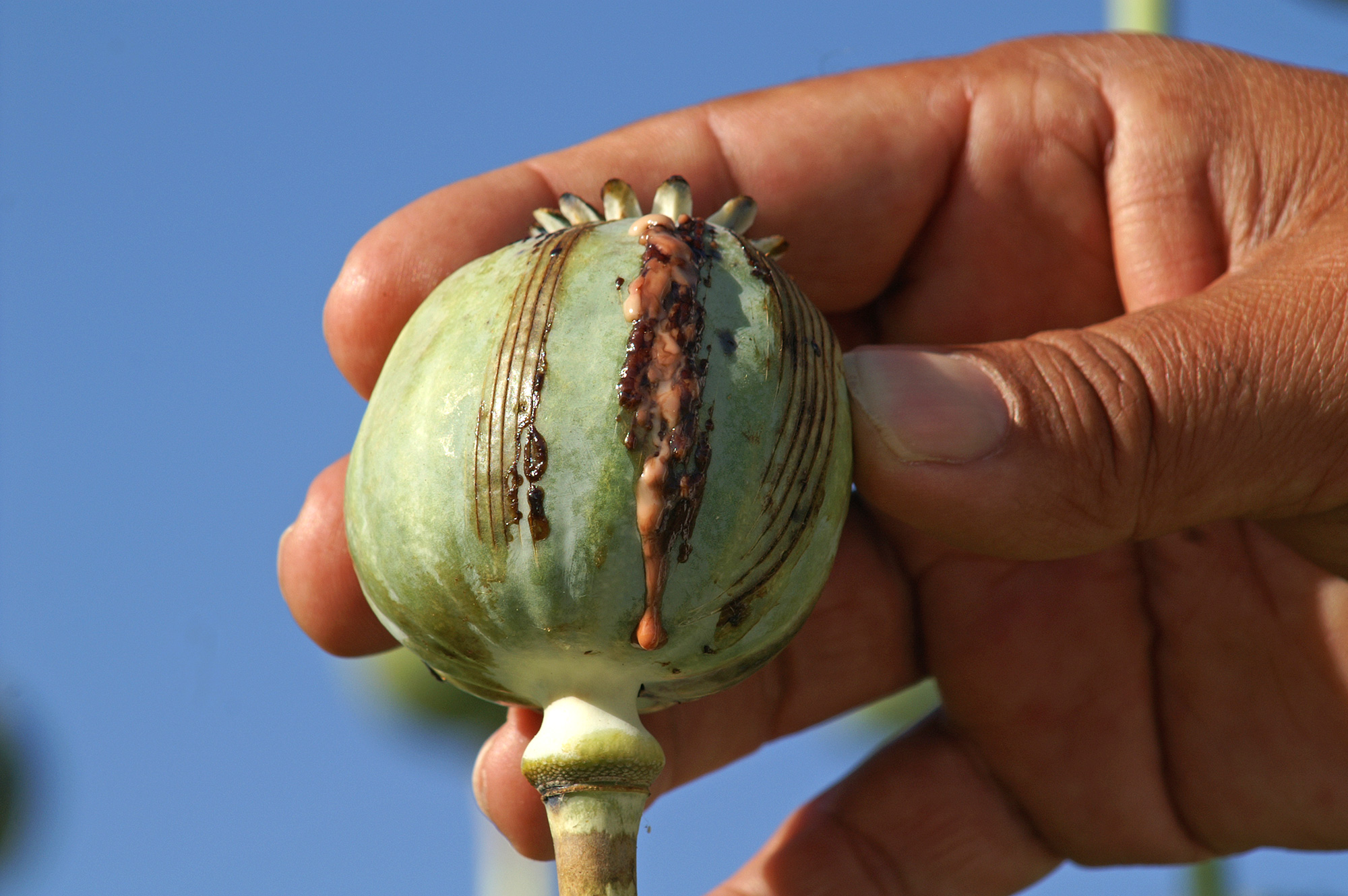 Opium poppy pod