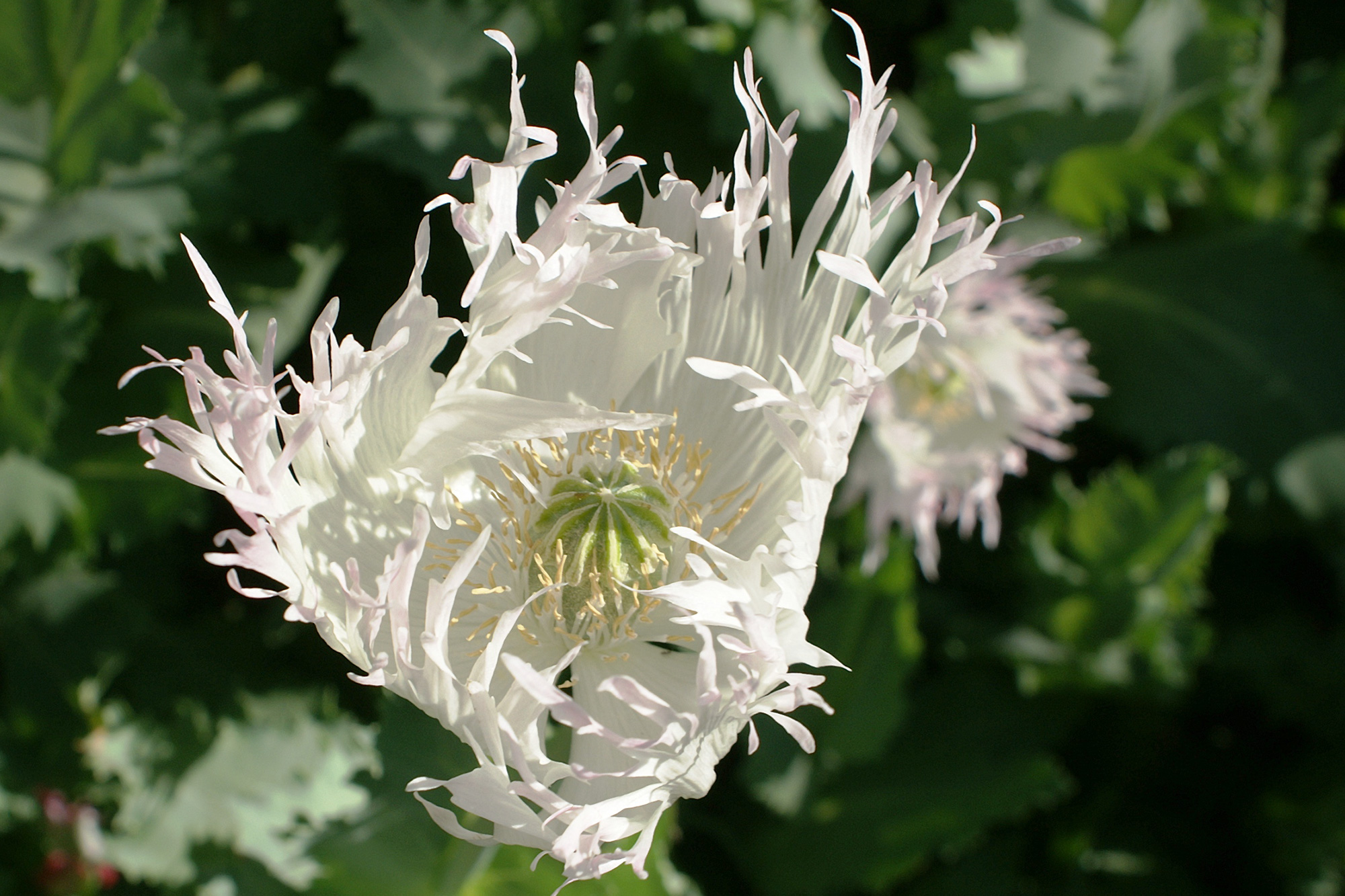 White poppy flowers