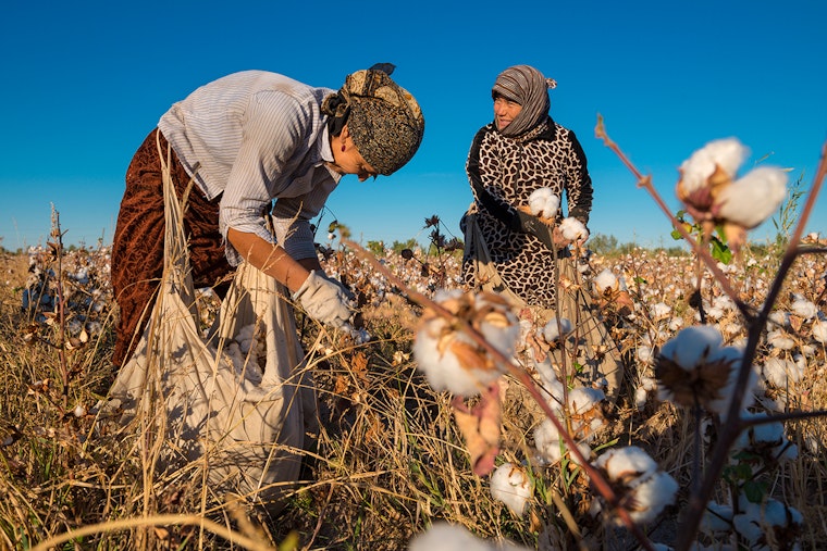 Women in a cotton field