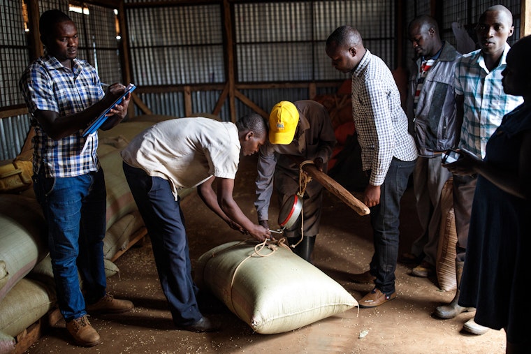 Men attach a scale to a sack of barley