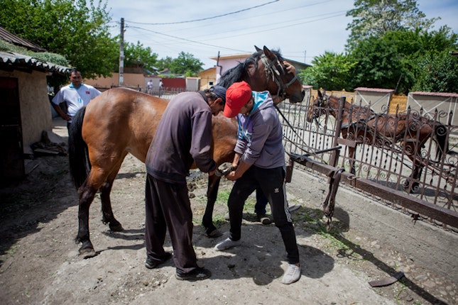 Men tending to a horse