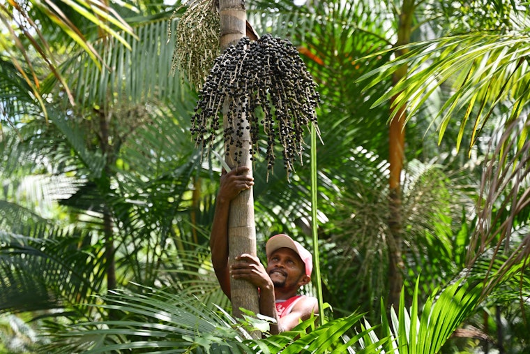 A farmer climbs a tree to harvest acaí berries.