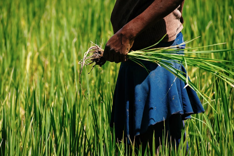 A farmer holding a rice plant in a field