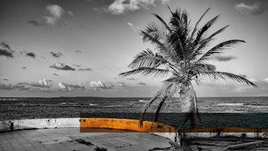 Black and white photograph of a palm tree with a sliver of orange color.