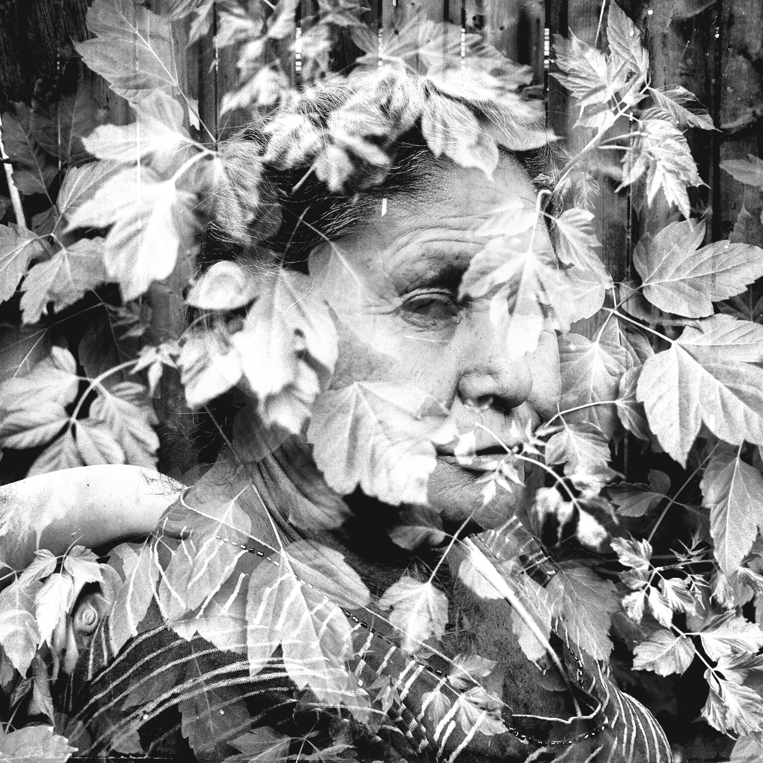 Composite photo of leaves and a portrait