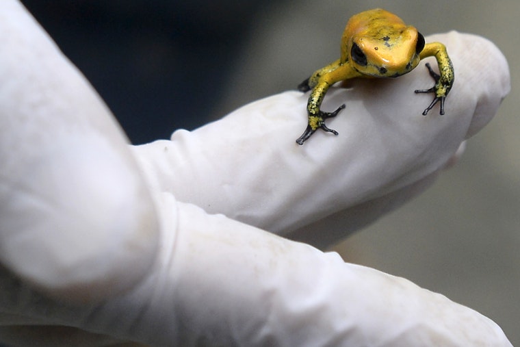 An endangered Golden Frog (Phyllobates Terribilis) at the laboratory of the Santa Fe Zoo in Medellin, Colombia, on February 8, 2017. Photo credit: © Raul Arboleda/AFP/Getty A small frog on a gloved fingertip