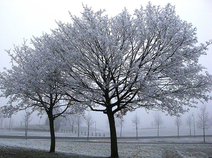 Trees with frost