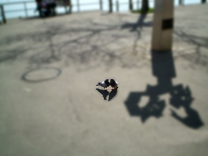 Two pigeons touching beaks