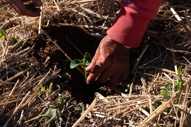 A volunteer’s hand as he plants a pumpkin seed in the Terra! Garden, in Lampedusa, Italy. Photo credit: © Clara Vannucci for the Open Society Foundations A hand placing a plant in the ground
