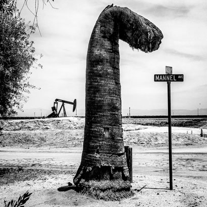 An oil pump and palm tree