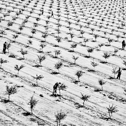 An almond orchard