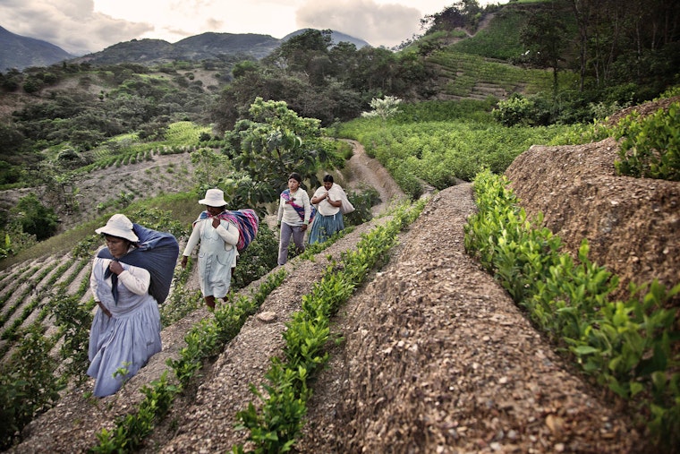A group of women at work in a coca plantation in the Bolivian town of Arapata. Photo credit: © Susana Giron/Cordon Press/Redux A group of women walk through a coca plantation.