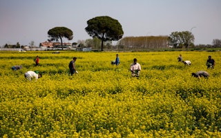 Workers in a field of yellow rapeseed plants