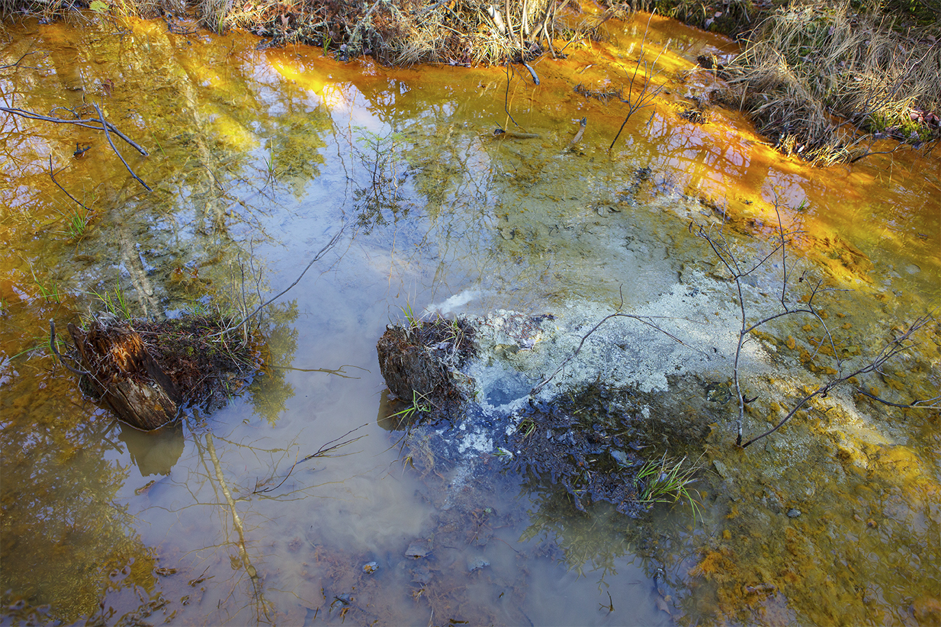 Swamp with dirty water