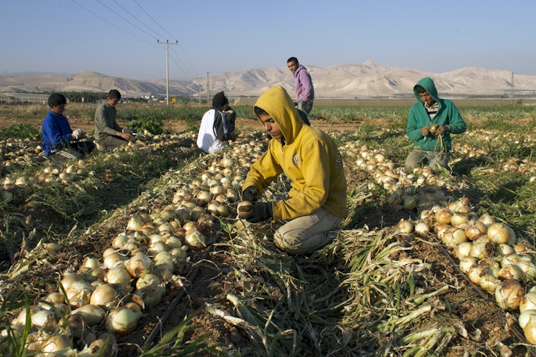 Men picking onions in a field.